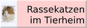 Rassekatzen im Tierheim