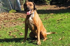 benno