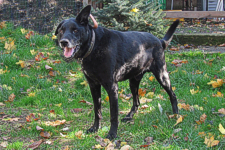 Blacky