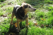 brutus