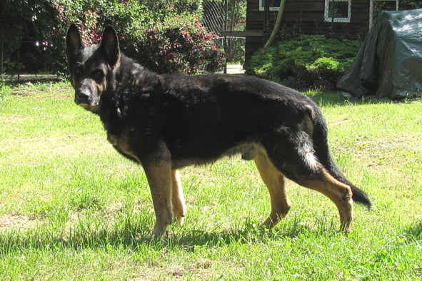 Caesar