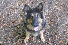 cora