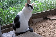 fredd