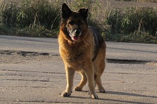 gunda