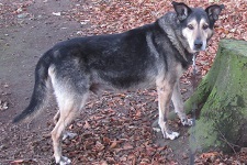 hagen