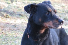 kalle