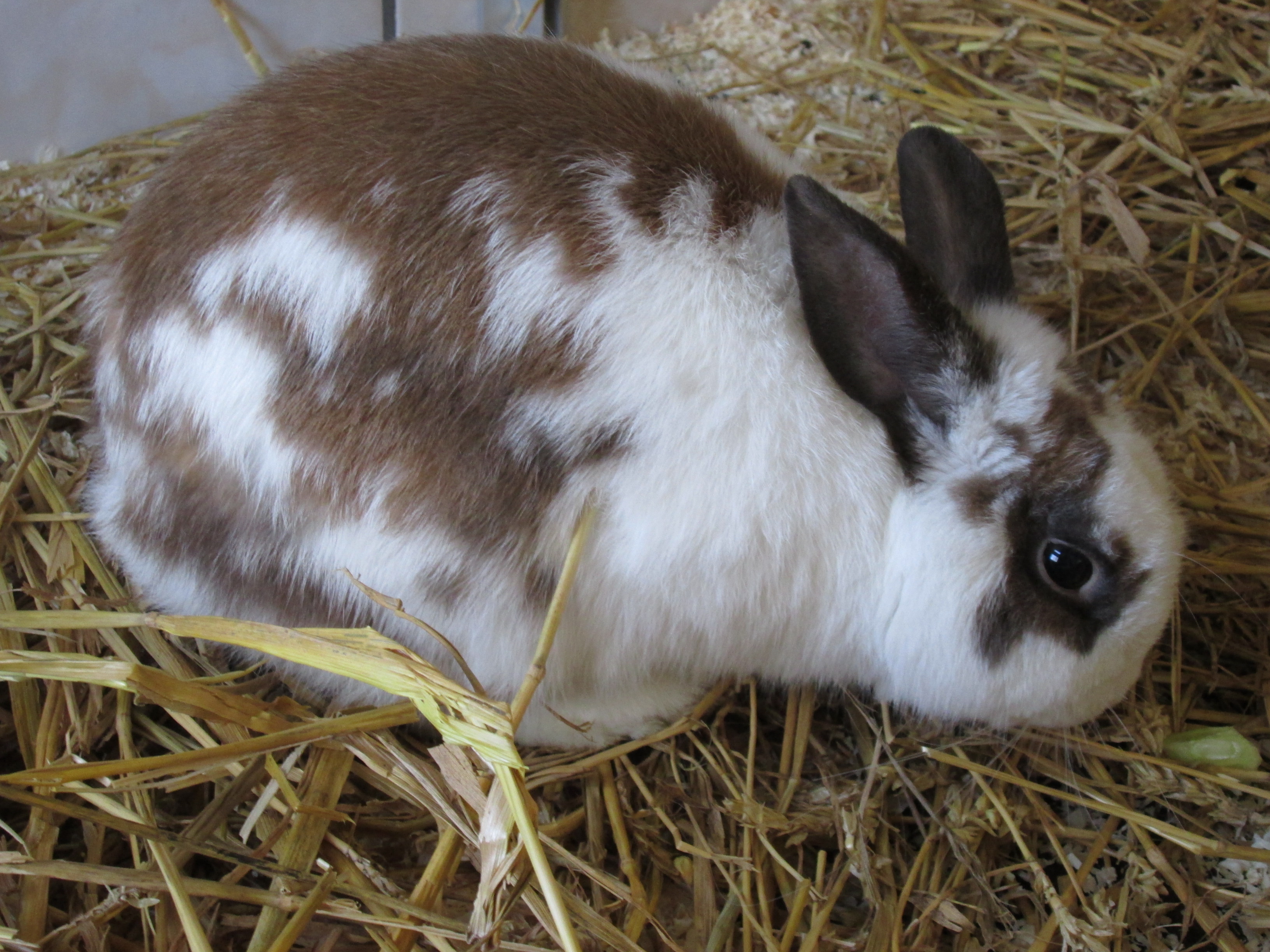 Kaninchen