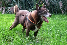 mucki