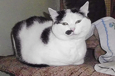 Putzi