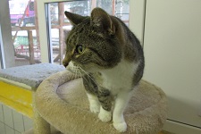 Tabby
