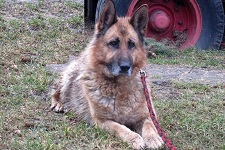 uschi
